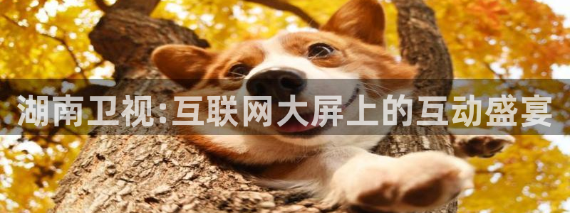 火凤直播：湖南卫视:互联网大屏上的互动盛宴
